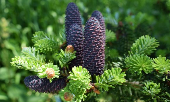 Taxus baccata 'Repandens Aurea'